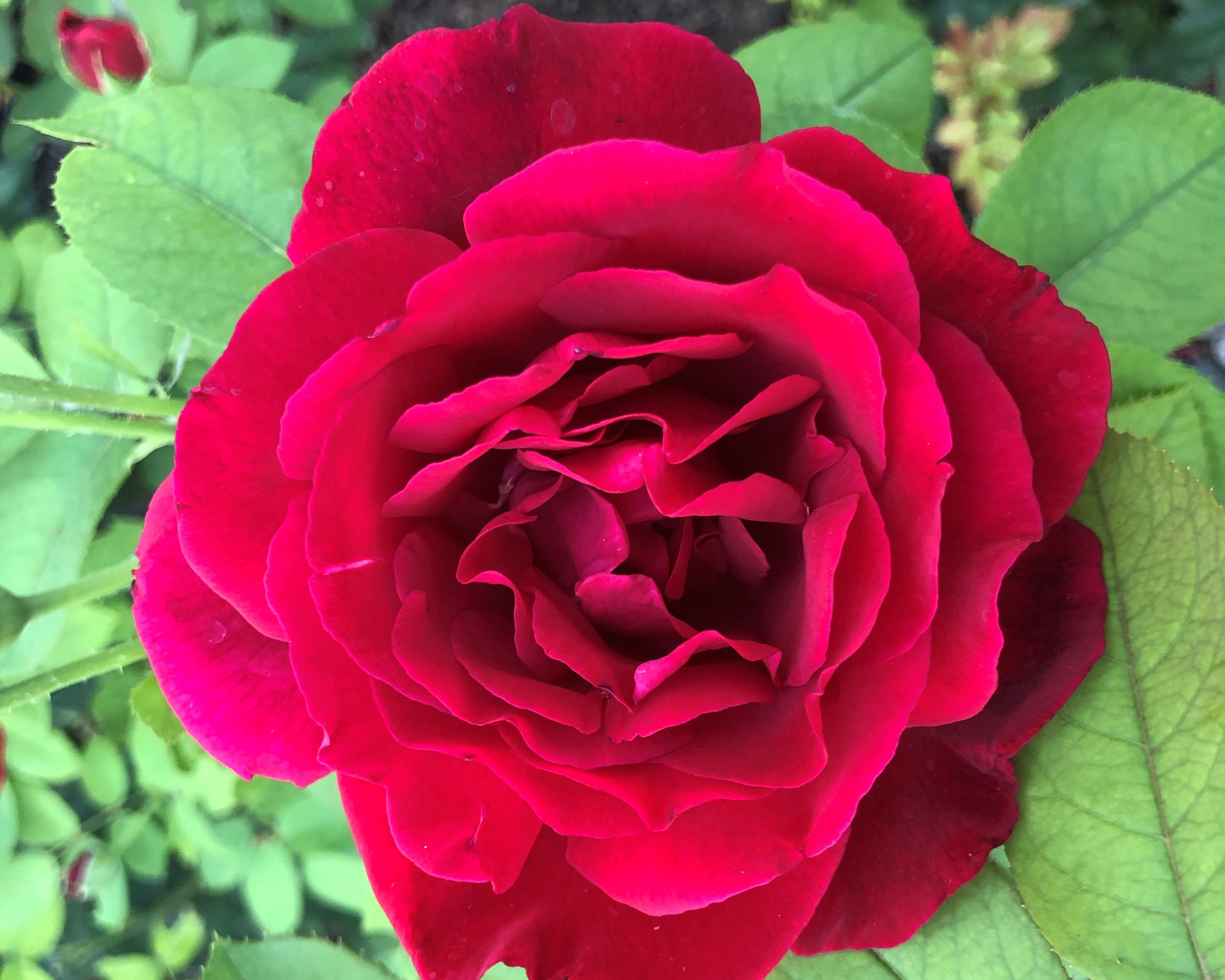 It’s easy to stop and smell the fragrant petals of this red rose in full bloom.