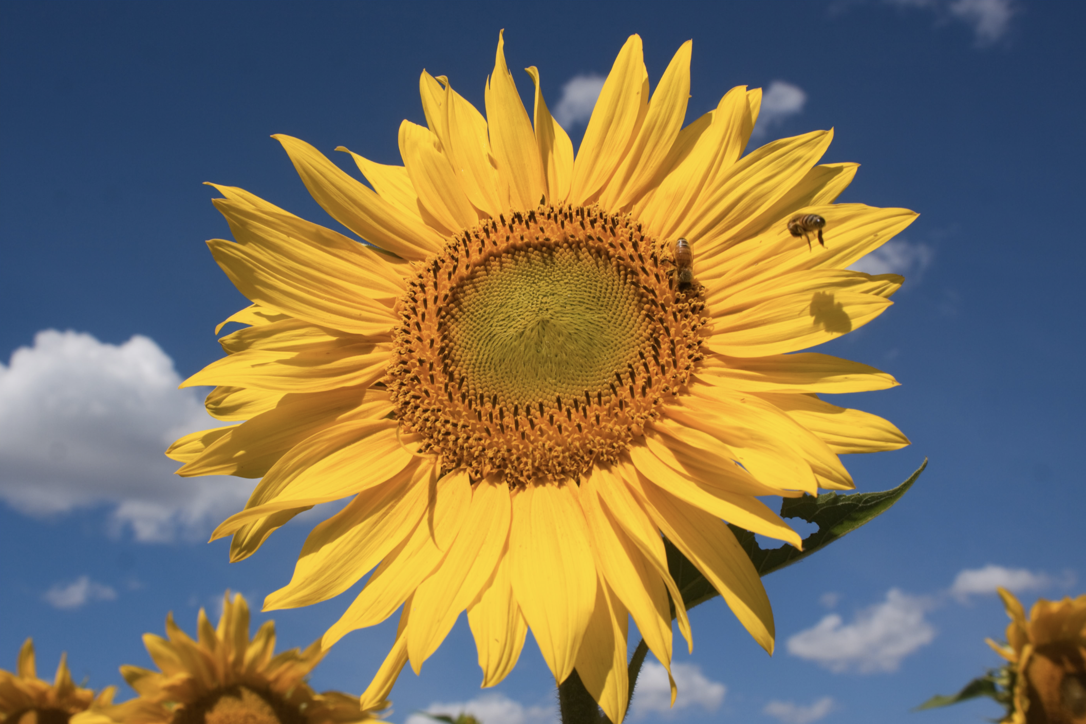 A bee flying toward the center of a blooming sunflower casts a shadow on one of the yellow petals.
