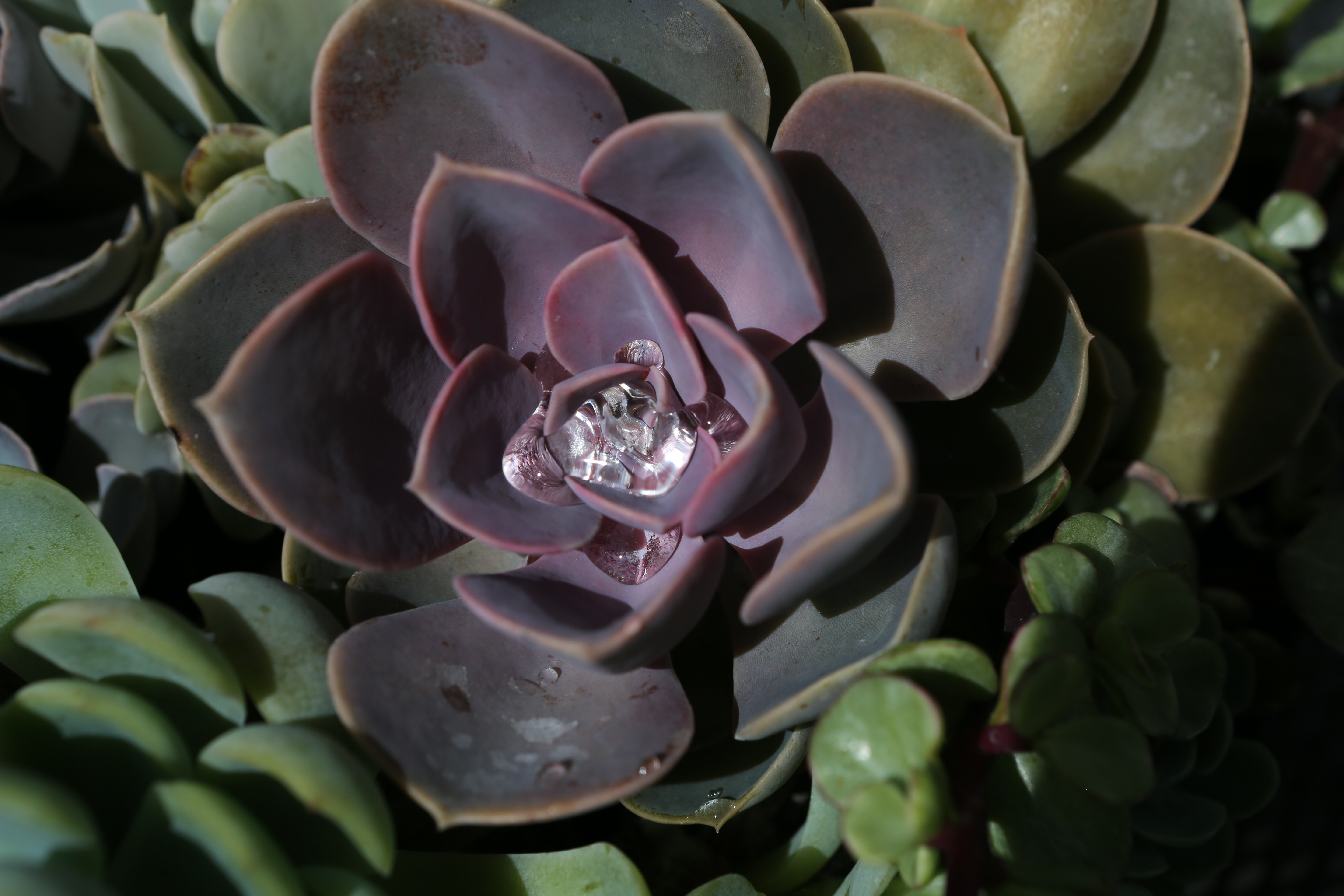 The deep purple central leaves of this succulent hold glimmering water droplets. 