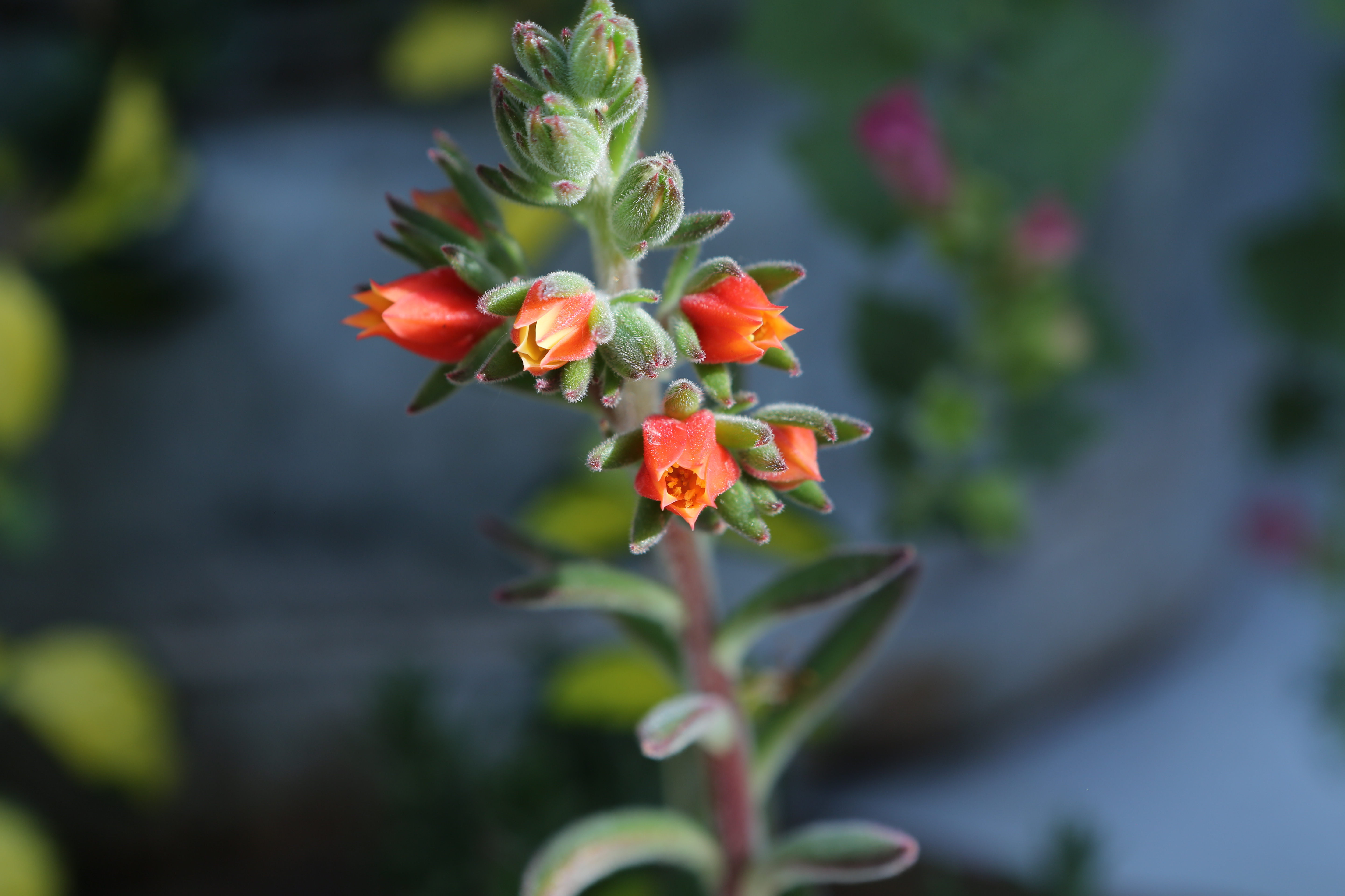 Looking at a closeup of orange and yellow blossoms makes it easy to see why succulents have become so popular.