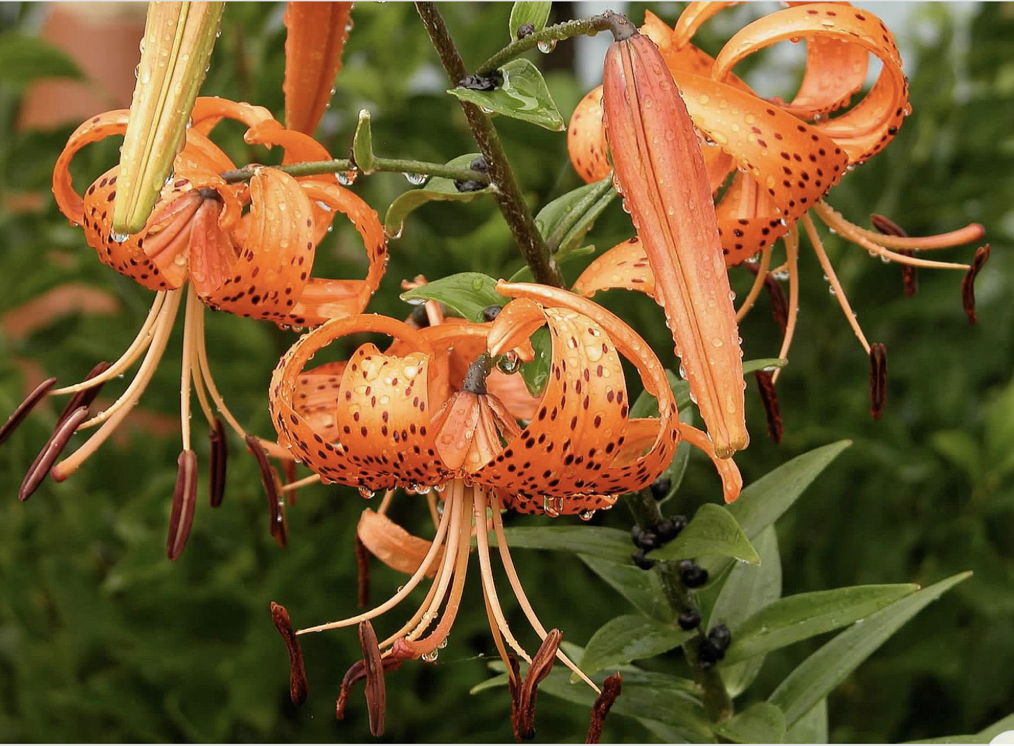 Three fully opened orange tiger lilies and a few unopened ones glisten with water droplets after a much-needed rain.