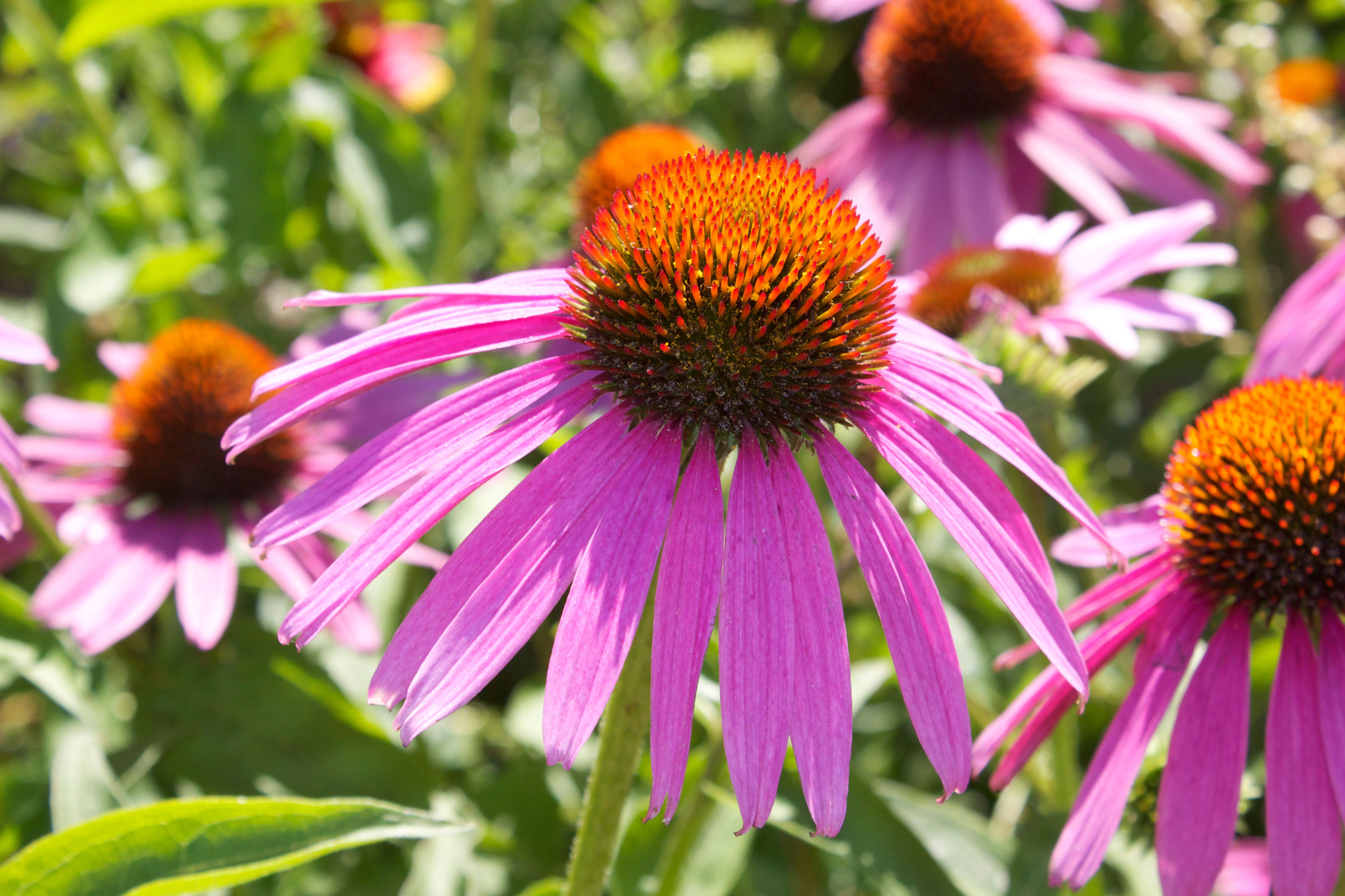 Purple coneflowers stand tall in the summer sun with their rusty centers and pink petals. 