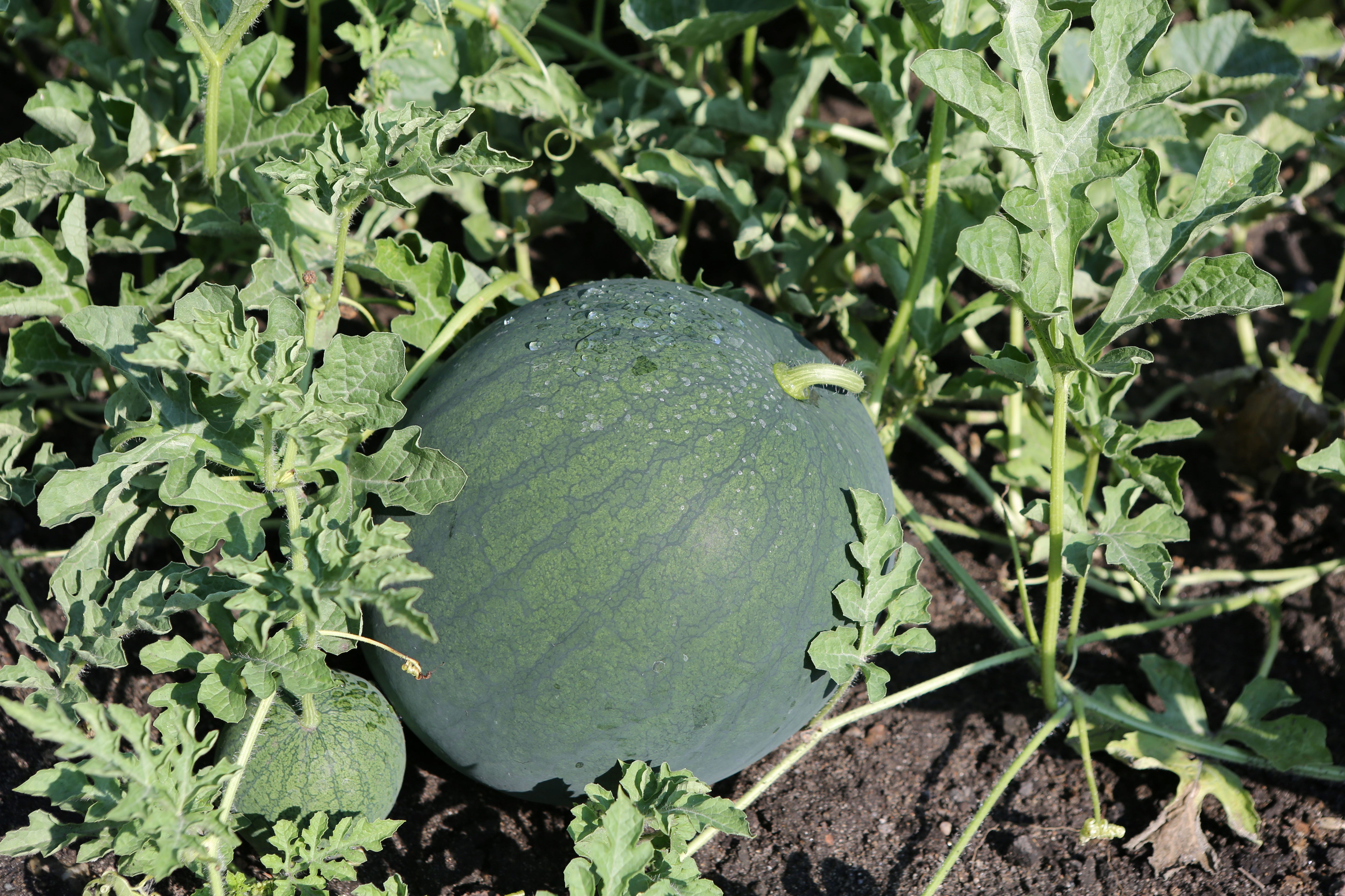Early morning moisture sparkles on a watermelon nestled among the vines.