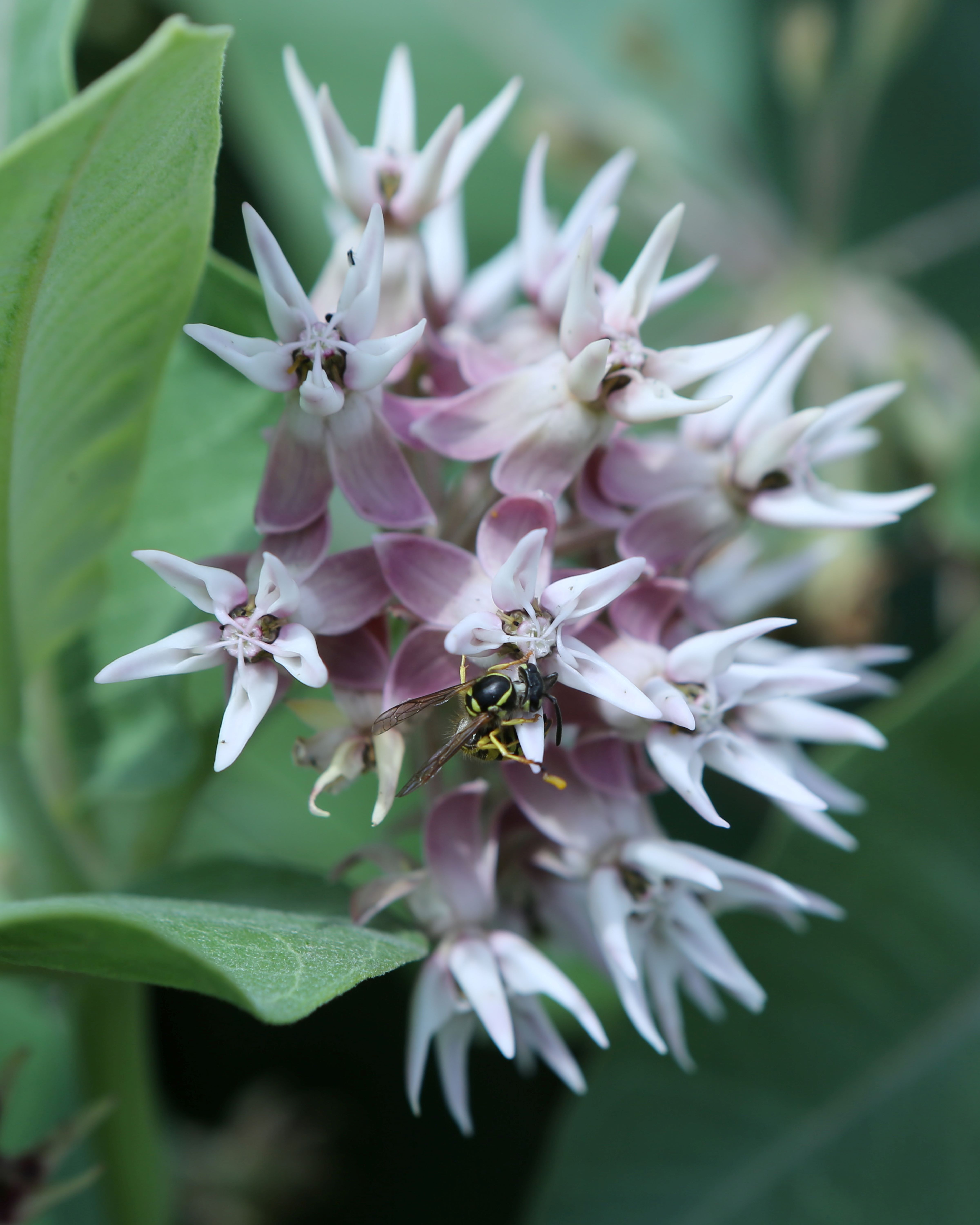 A blooming milkweed plant with pale pink star-shaped flowers is essential for monarch butterflies and attracts other pollinators.