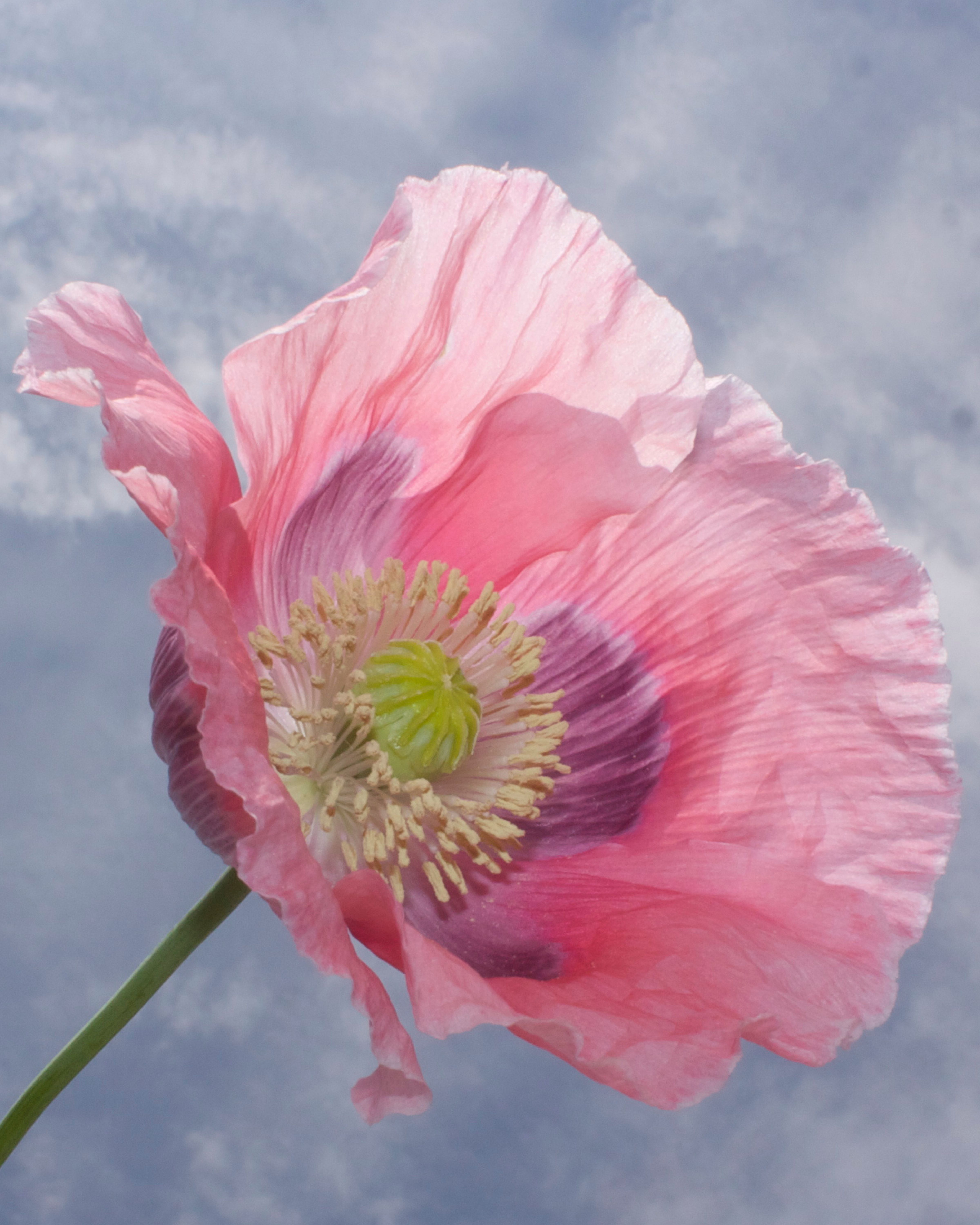 A pink and purple poppy appears to float in the summer sky. 
