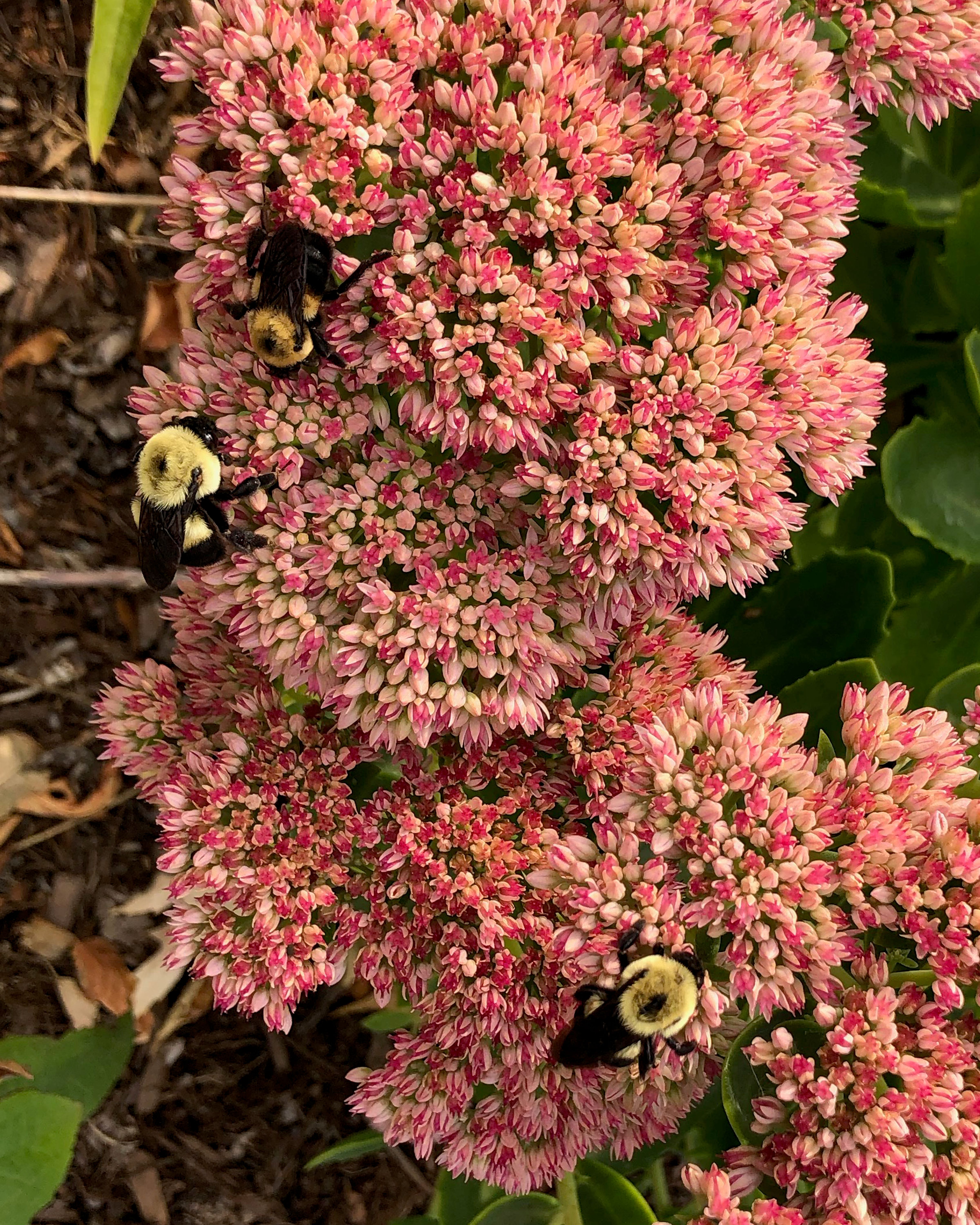 A tall sedum with its pink blossoms provides late summer nectar for three bees.