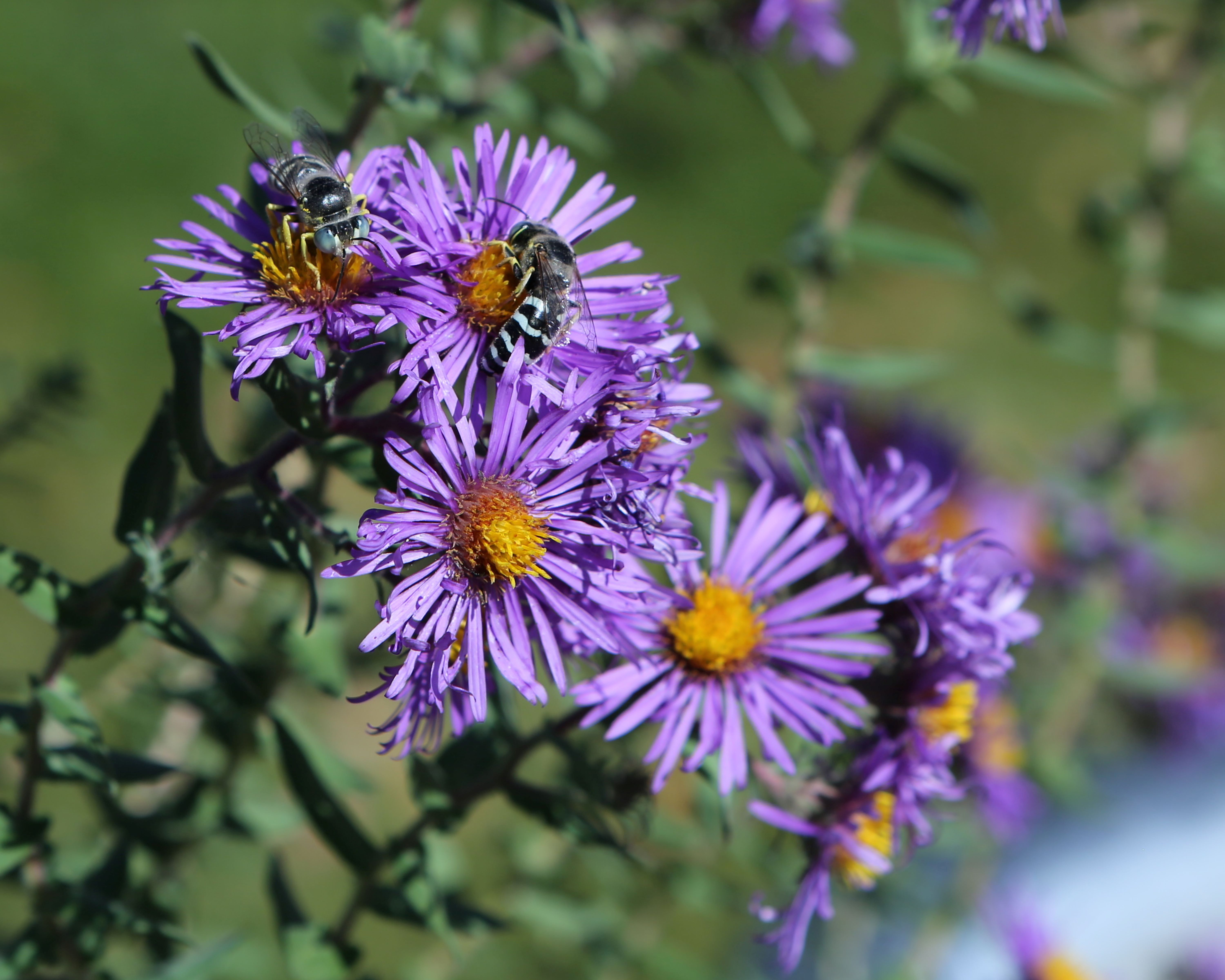 New England asters are a favorite for late-season pollinators.