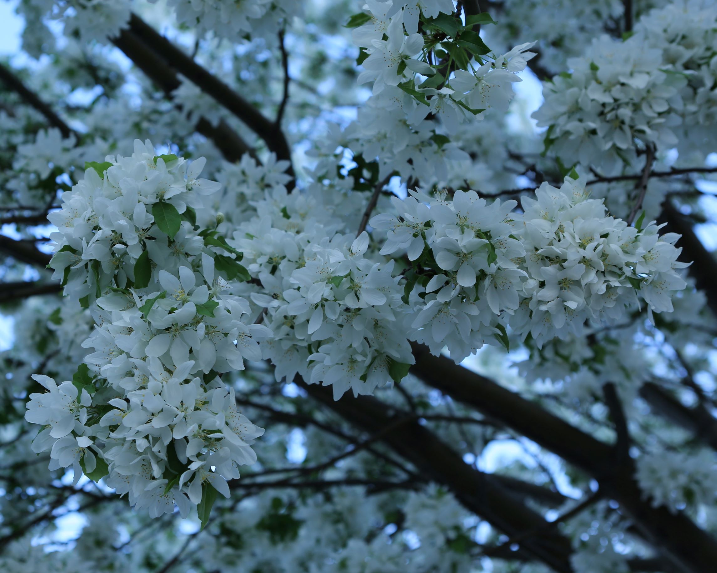 The white blossoms of a snow crab tree herald spring in the northland.