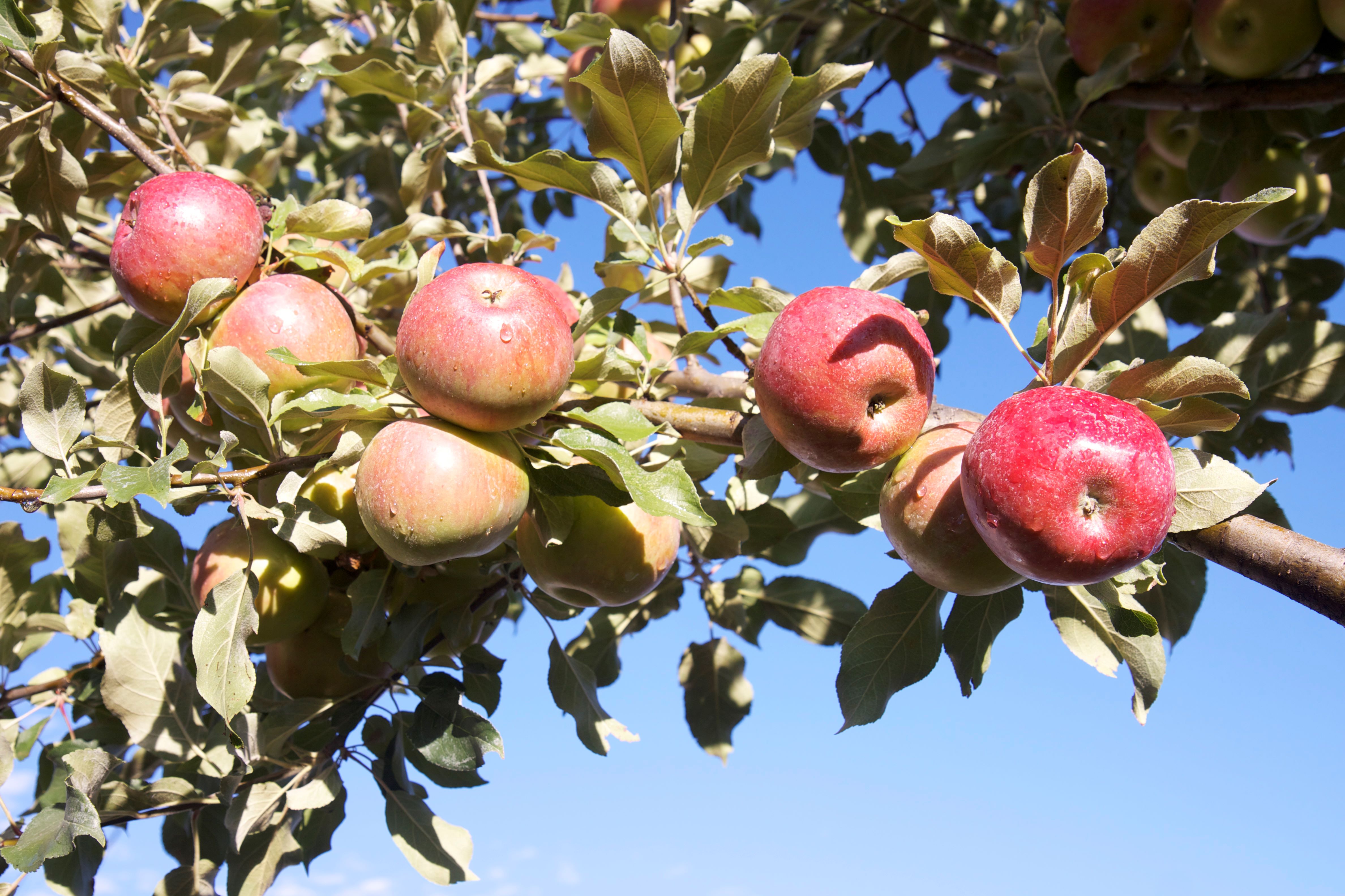 A cluster of ten apples ripen on a branch.