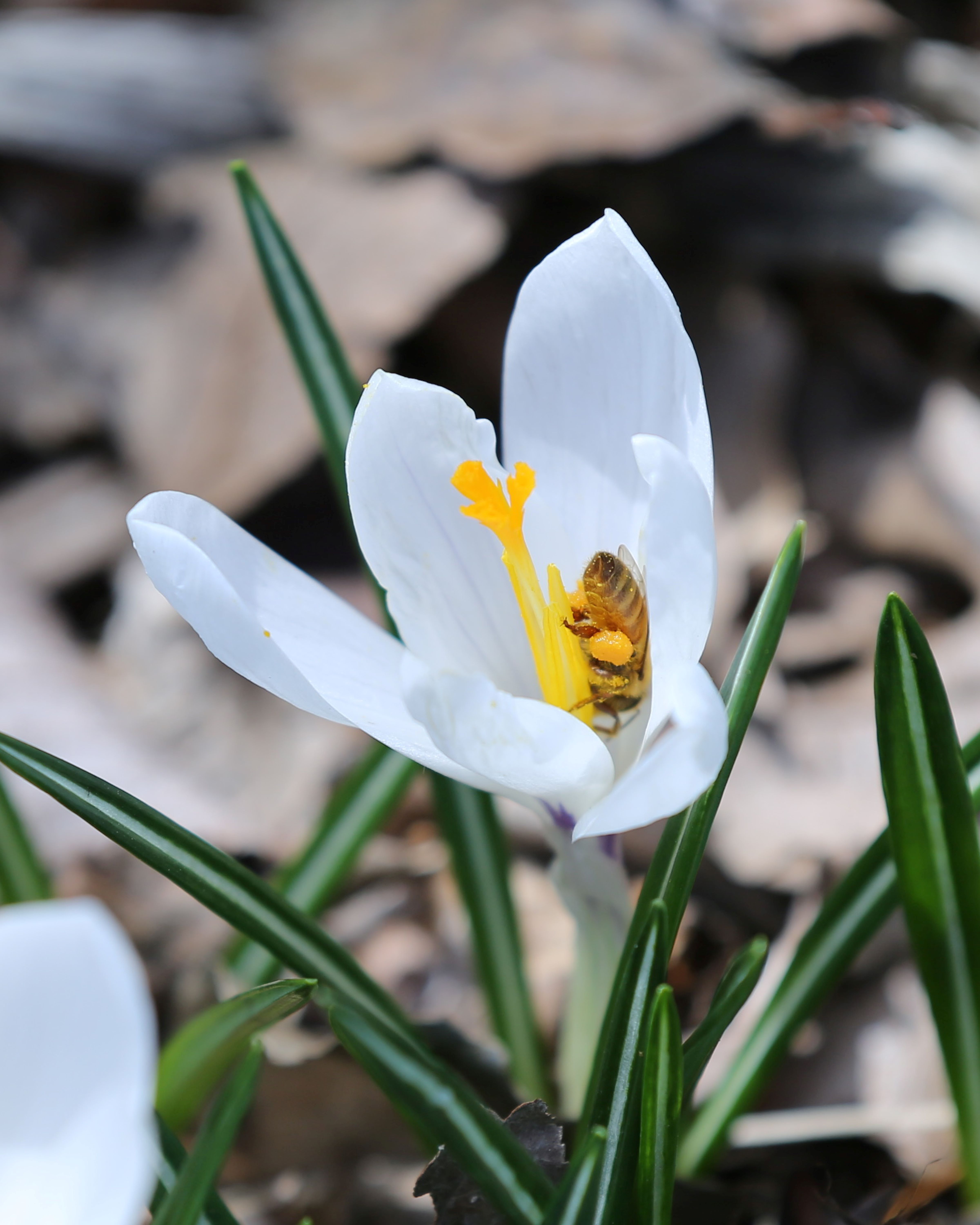 A busy bee is full of pollen as it dives headfirst into one of the first plants to bloom each spring, a white crocus.