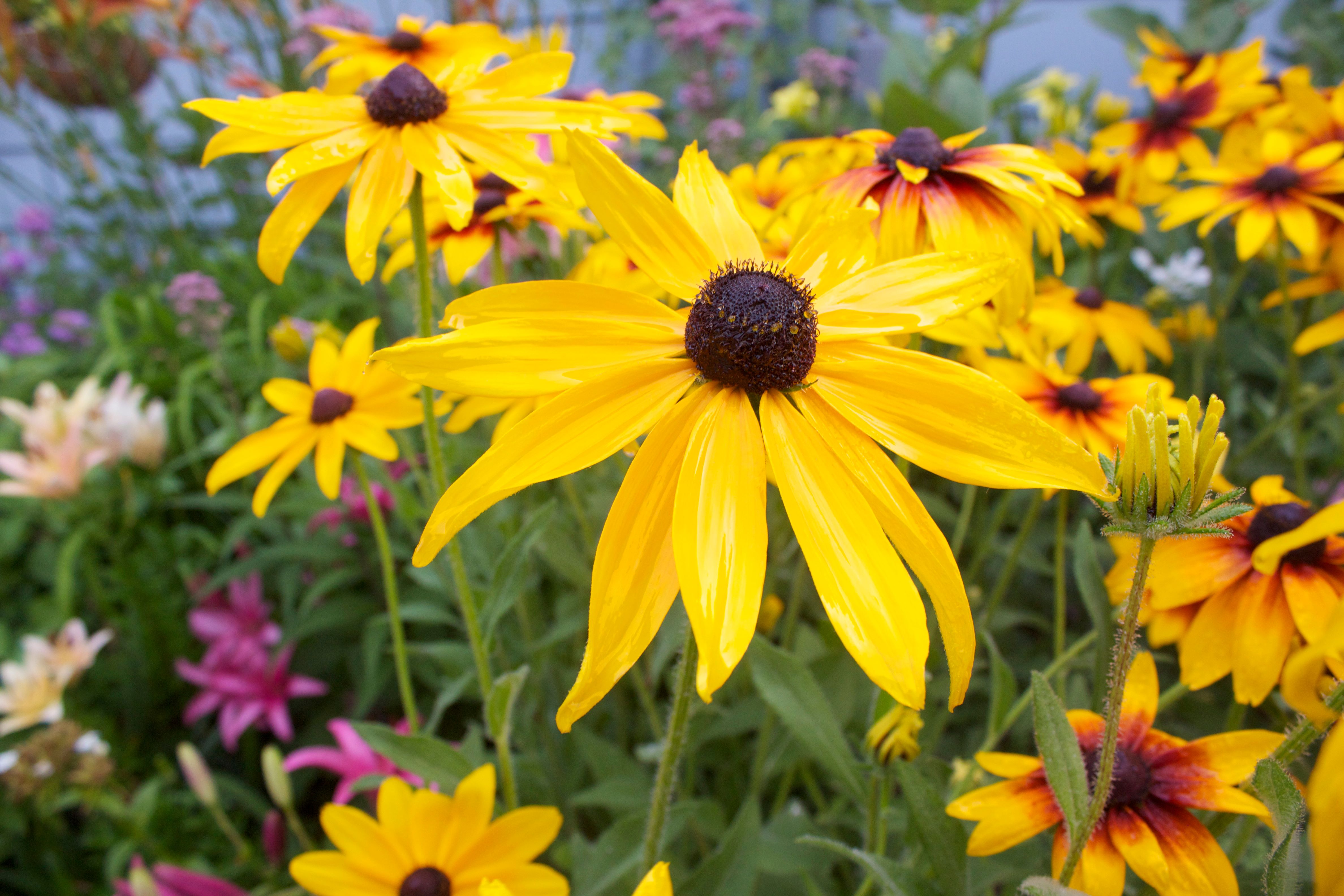 Gloriosa daisies provide summer-long color and a ray of sunshine.