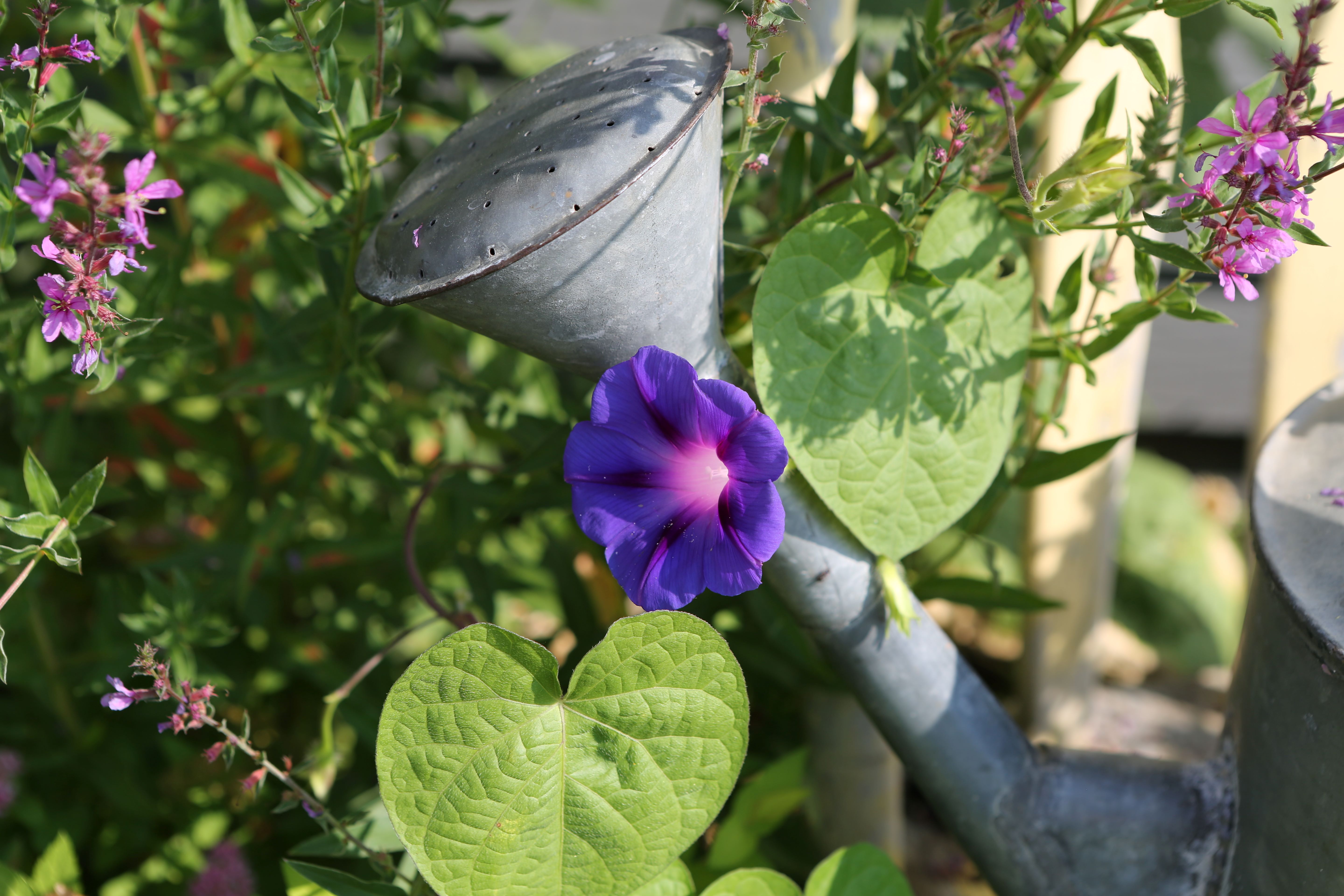 A purple and pink morning glory peeks out from the shadows as it wraps itself around an old metal watering can.