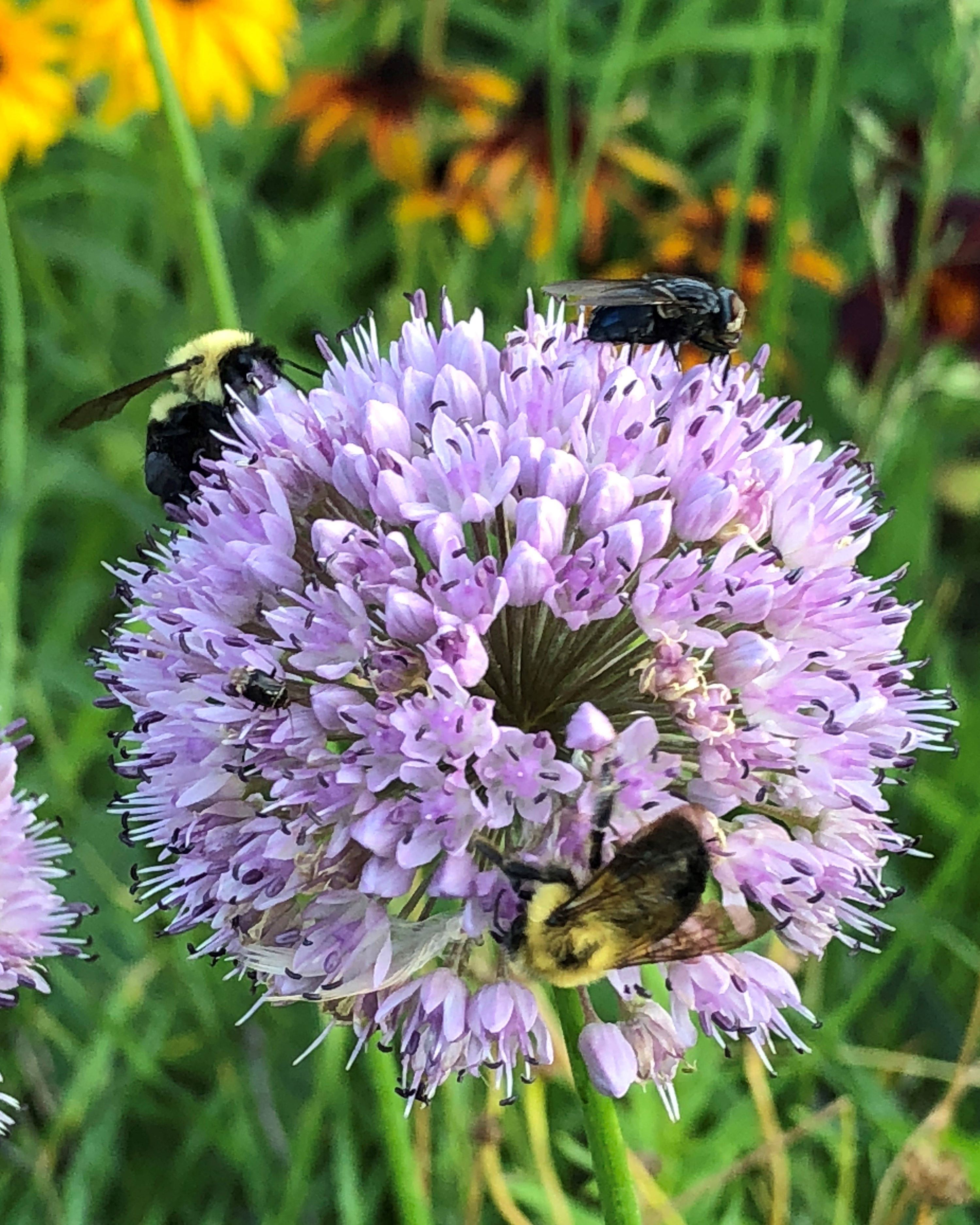 Soft, lavender-colored allium hosts three busy pollinators.