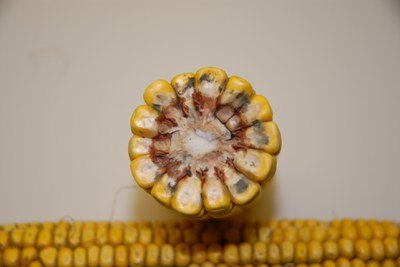 mold on a corn cob