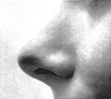 close up of a nose