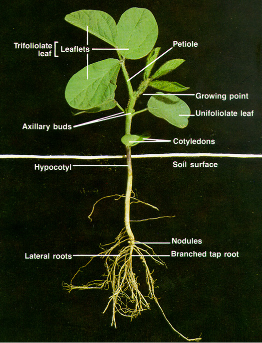 below and above soil parts of a soybean plant