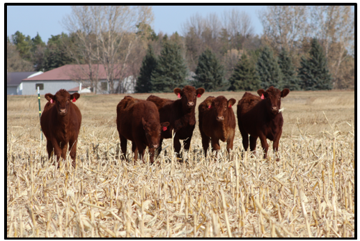 Red angus steers grazing corn stalks and cover crops.