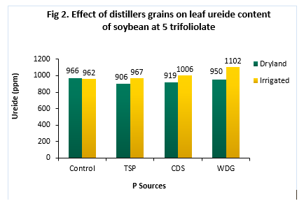 Chart showing the effect of distillers grains on leaf ureide content of soybean at 5 trifoliolate
