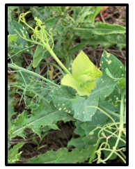 Field pea plant showing injury from soybean herbicides