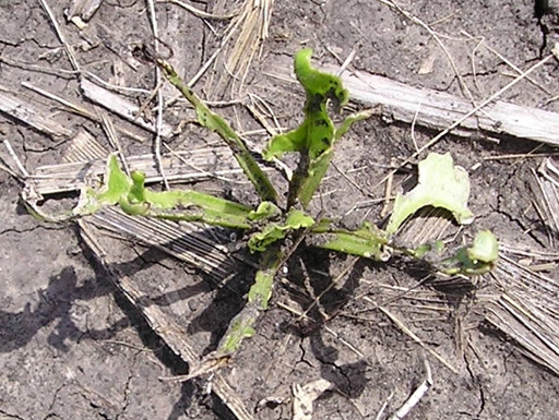weevil damage on sugarbeet leaf