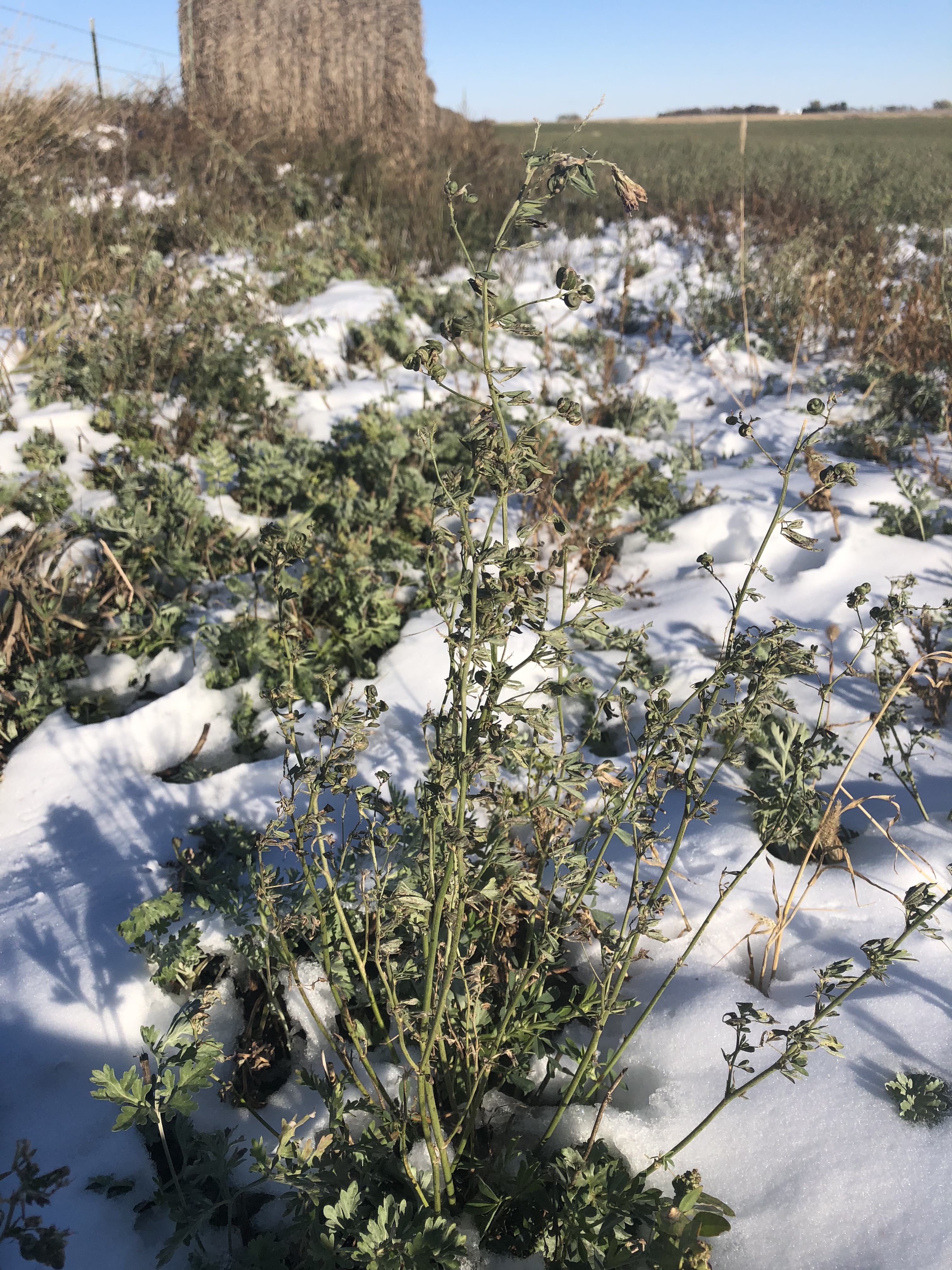 alfalfa with snow on the ground