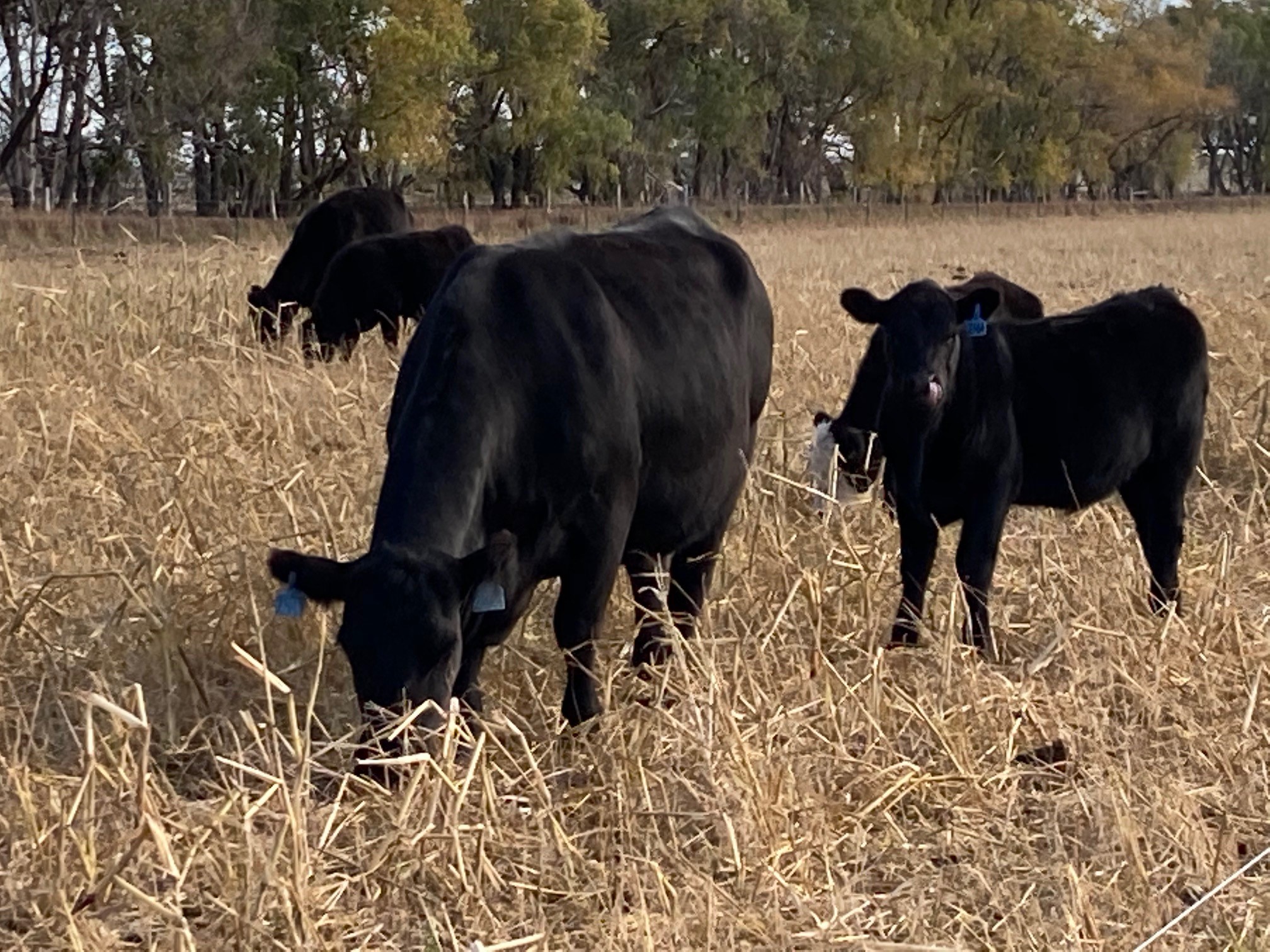 black cows grazing in a field