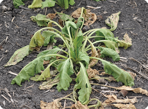 wilted and yellowed sugarbeet plant