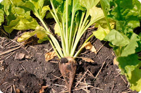 sugarbeet root rot with yellow leaves