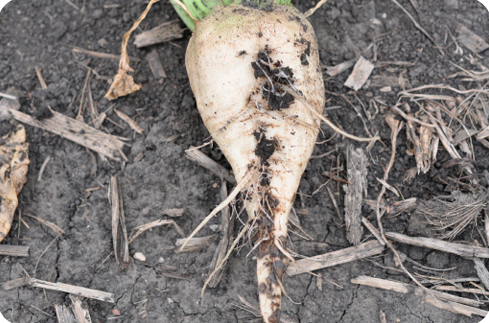 Rhizoctonia solani-infected sugarbeet plant with rot symptoms on the lower part of the tap root