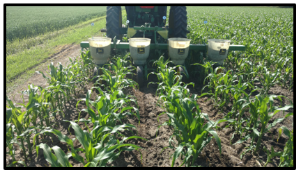 Planting cover crops into corn.