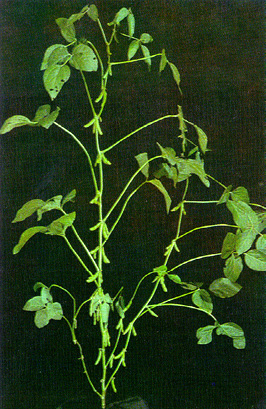 Soybean plant in R6 stage