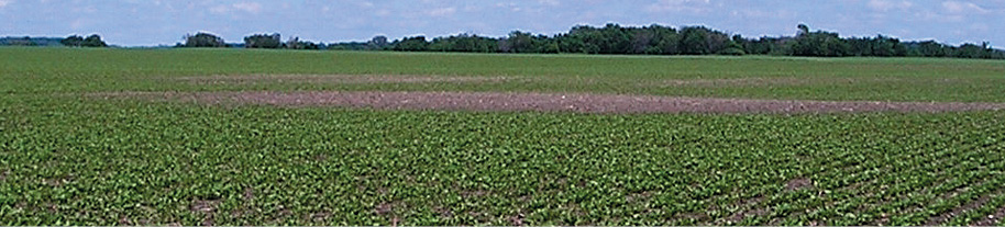 sugarbeet field with bare patch 