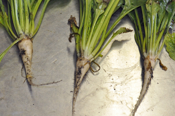 Sugarbeet plants with small roots