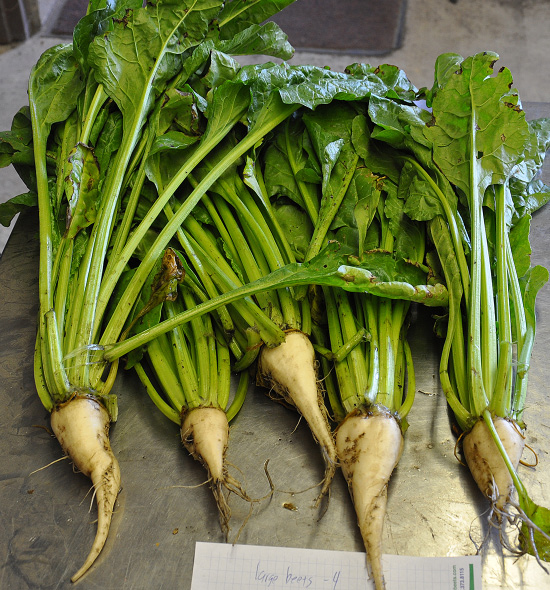 Sugarbeet plants with large roots
