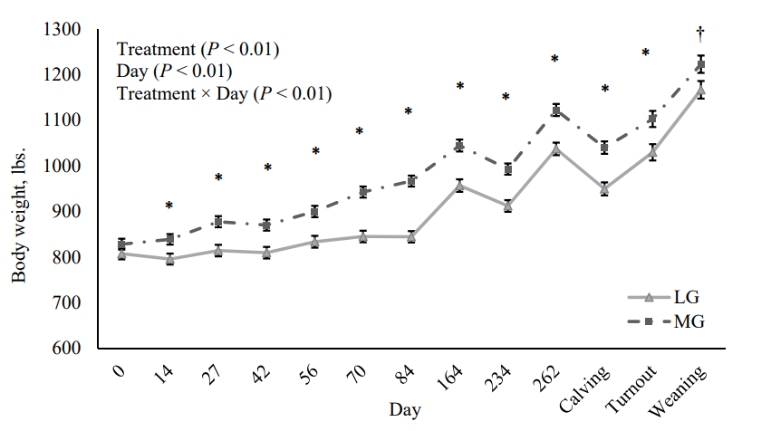 A graph showing heifer body weight was affected by a treatment × day interaction (P < 0.01), being similar at initiation of treatment, diverging by day 14 (P = 0.01) and was 122.1 lbs. greater for MG heifers at day 84.
