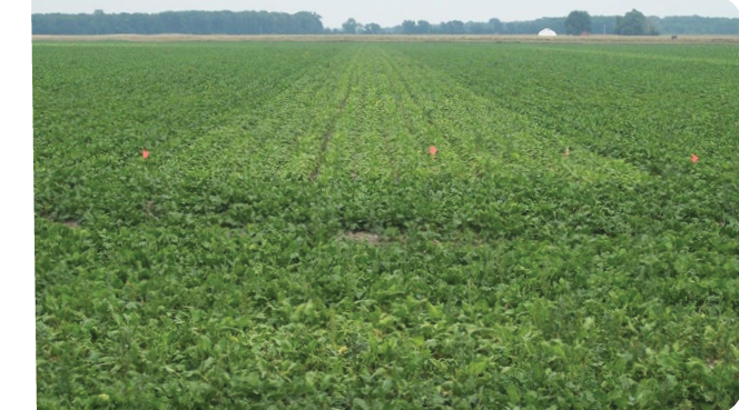 field of sugarbeets with sugarbeet cyst nematode