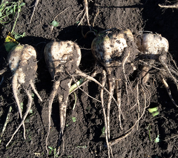 Sugarbeets with smaller tap root with profuse lateral branching