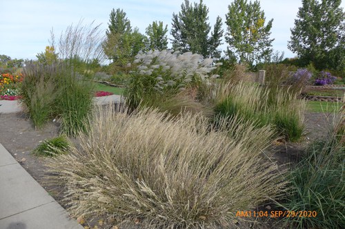 Ornamental grasses planted in a perennial bed at the NDSU Horticulture Research & Demonstration Gardens