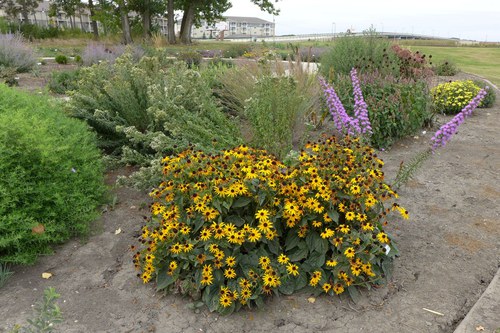 Plants that attract pollinators in a bed at the NDSU Horticulture Research & Demonstration Gardens