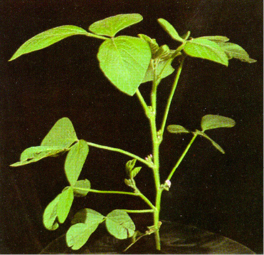 soybean plant, stage R1