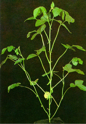 Planta de soja estágio R4