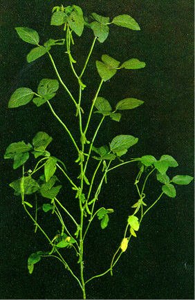 Soybean plant R5 stage