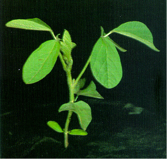 soybean plant with leaves