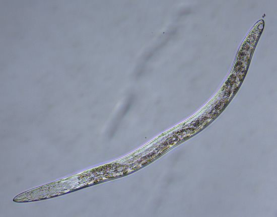 The vermiform stubby root nematode, Paratrichodorus allius, body with its characteristic “spear” stylet.