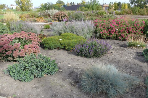 Various plants from the Xeric Planting area at the NDSU Horticulture Research & Demonstration Gardens