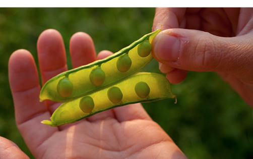 pea seeds in a pod