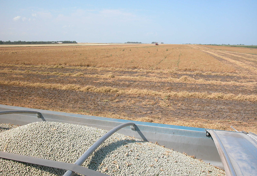 peas in a harvest truck