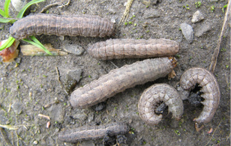 dingy cutwood larva