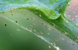 webbing from two-spotted spider mites