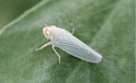 potato leafhopper adult